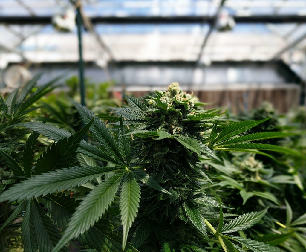 buy online weeds